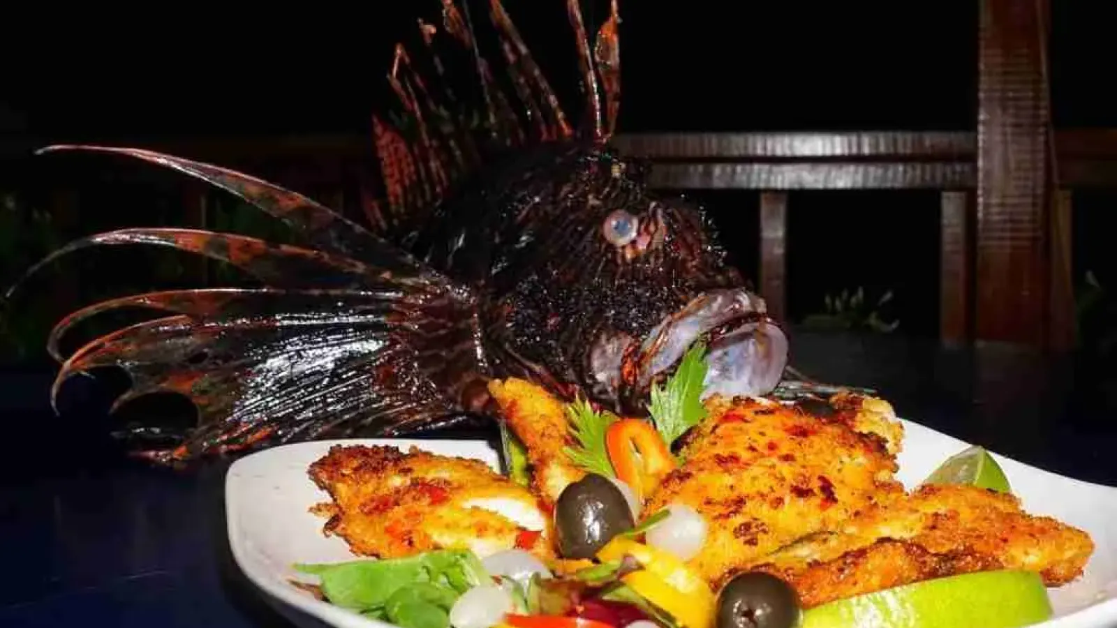 Lionfish Caribbean Curacao