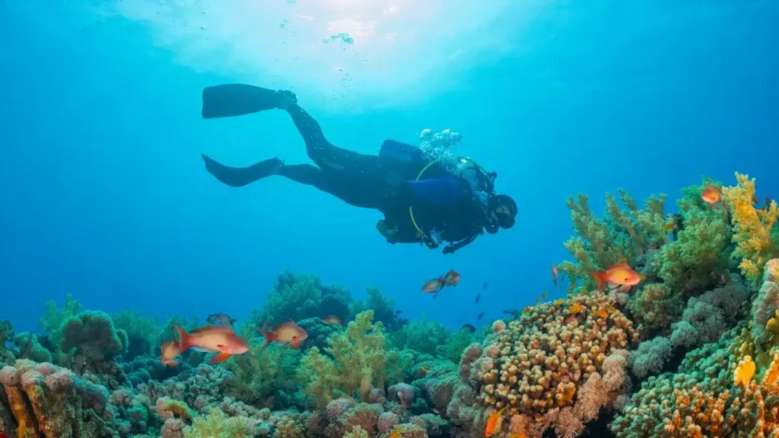 Bahia Diving