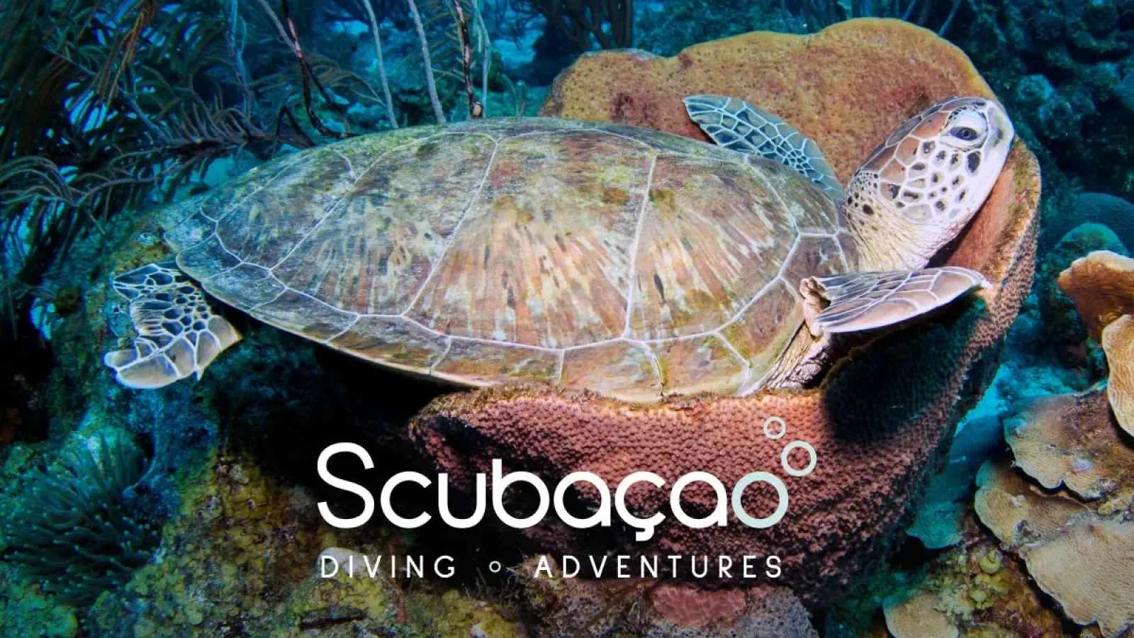 Scubaçao Diving Adventures