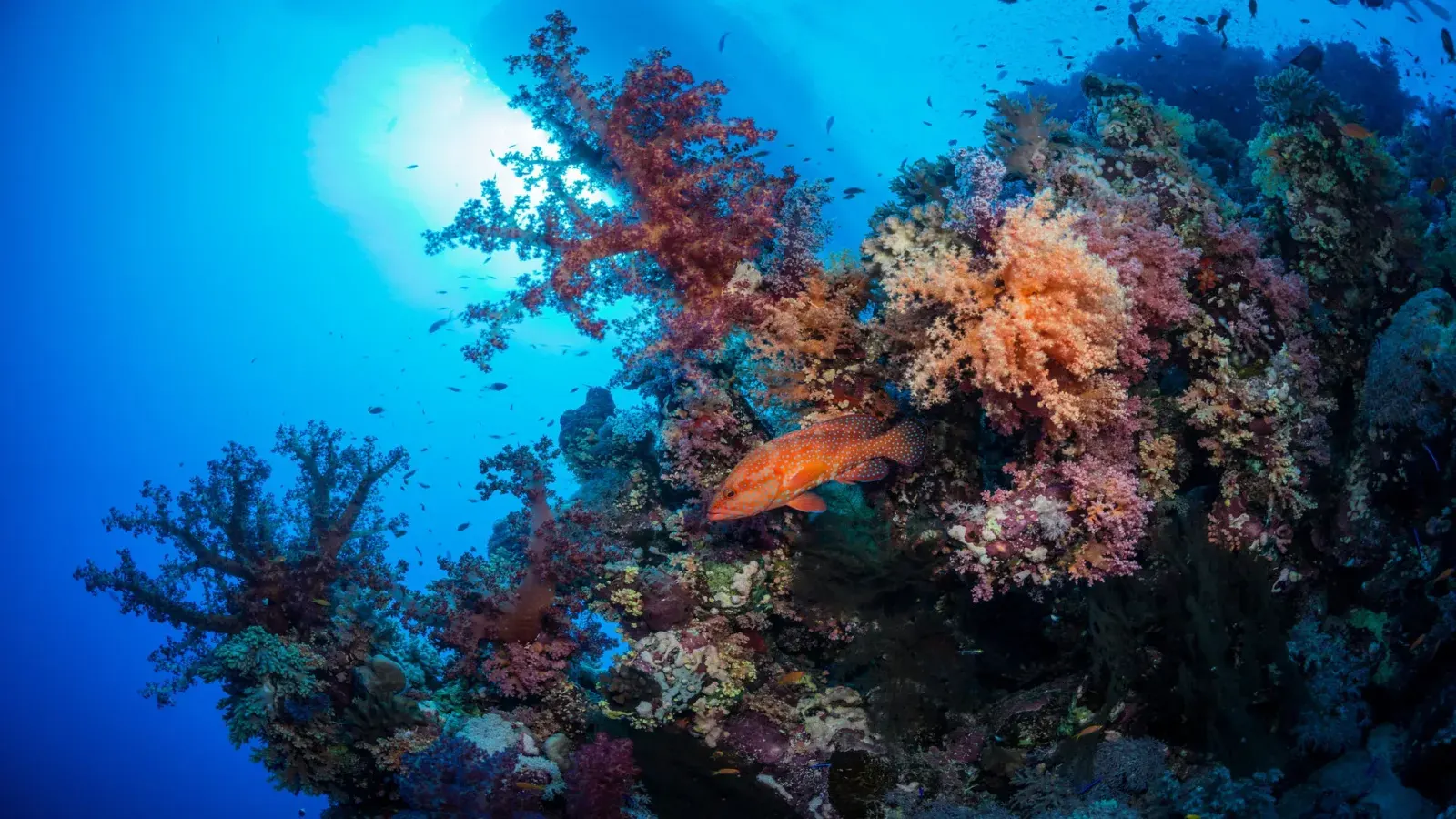 Saba Dive Site