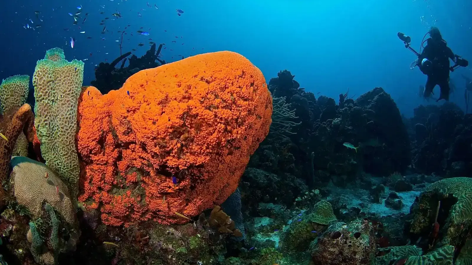 Watamula Dive Site