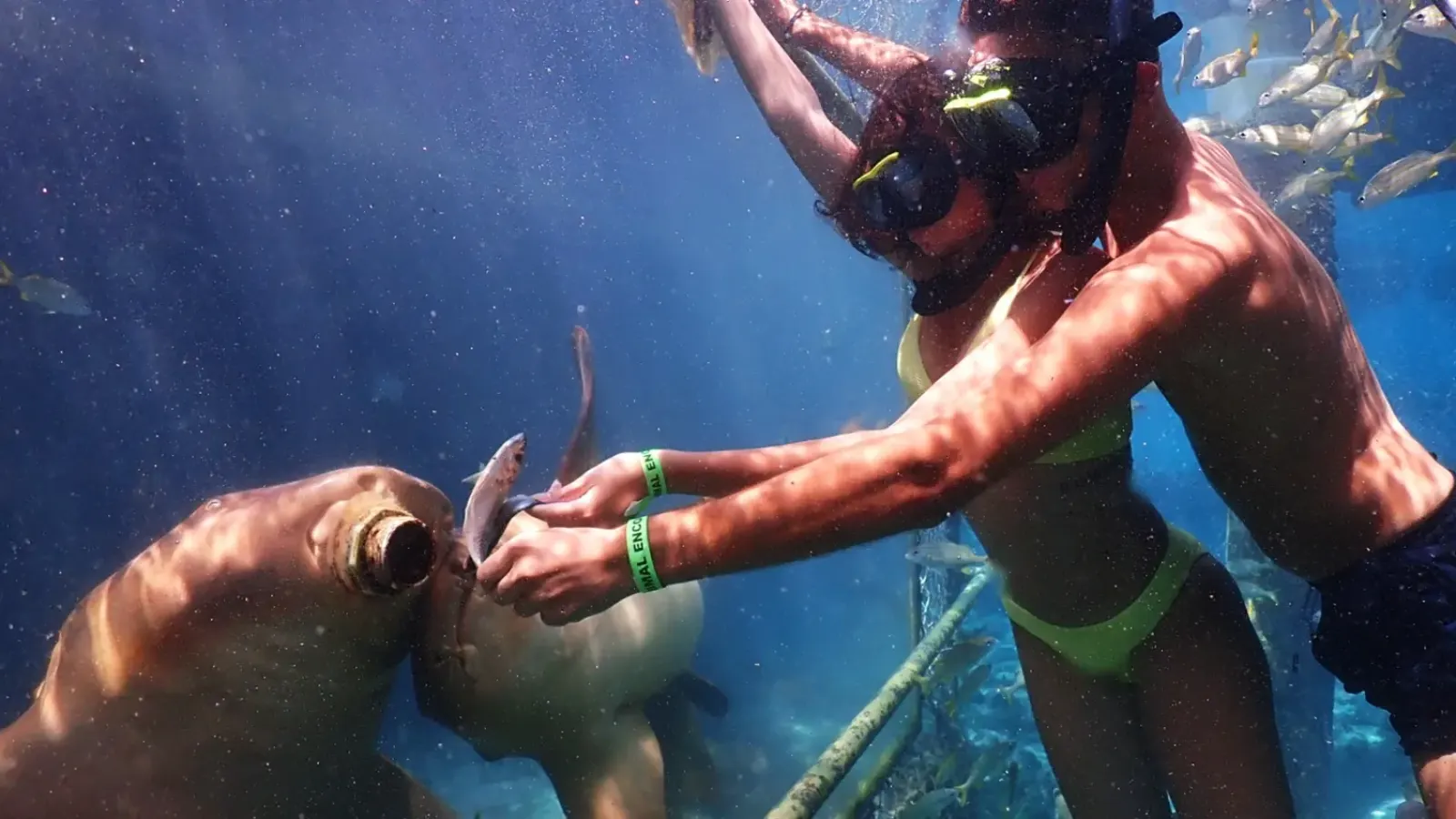 Animal Encounter Curaçao