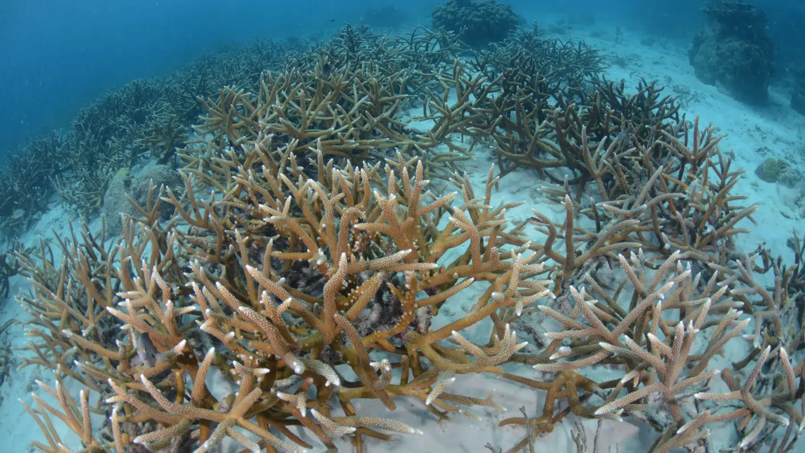 Reef Renewal Foundation Curaçao