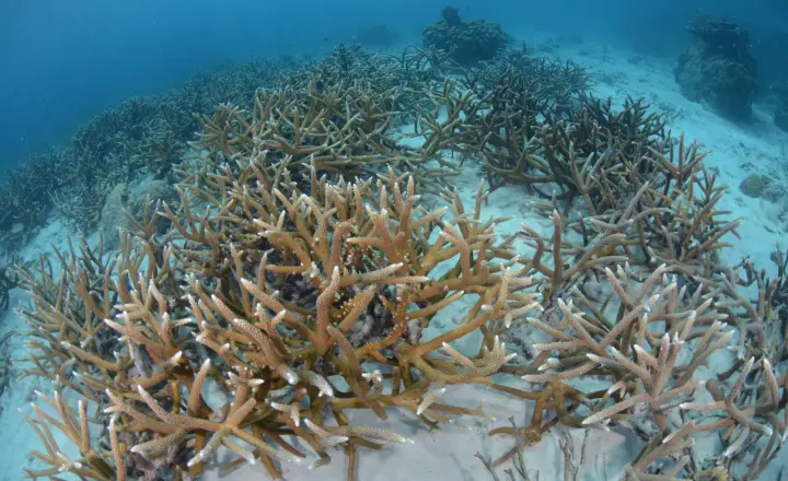 Reef Renewal Foundation Curaçao