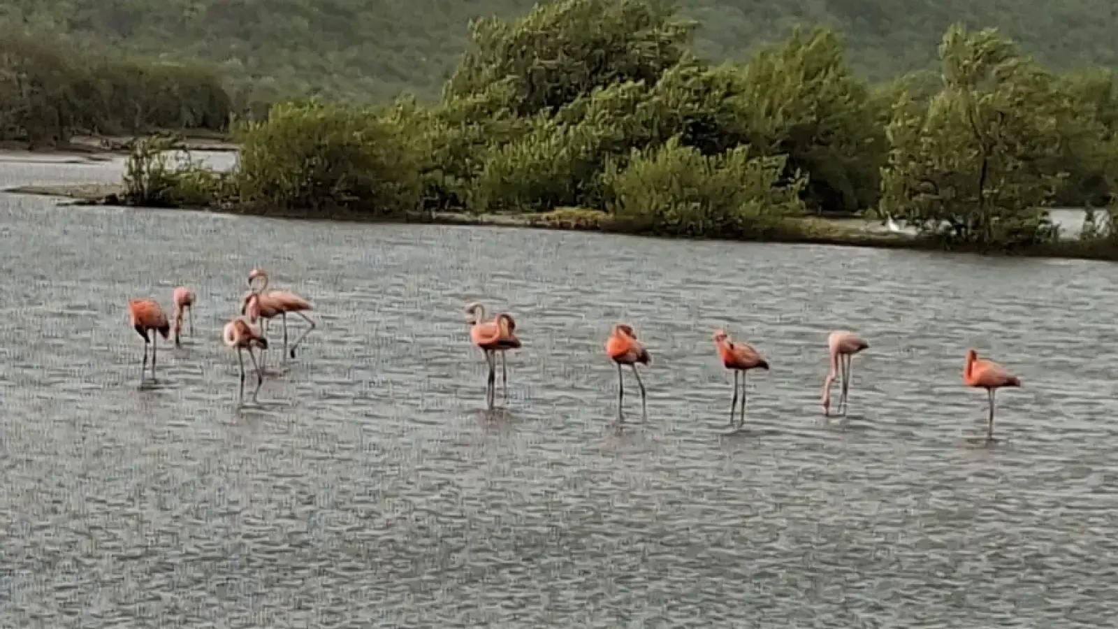 Flamingo Sanctuary Sint Willibrordus