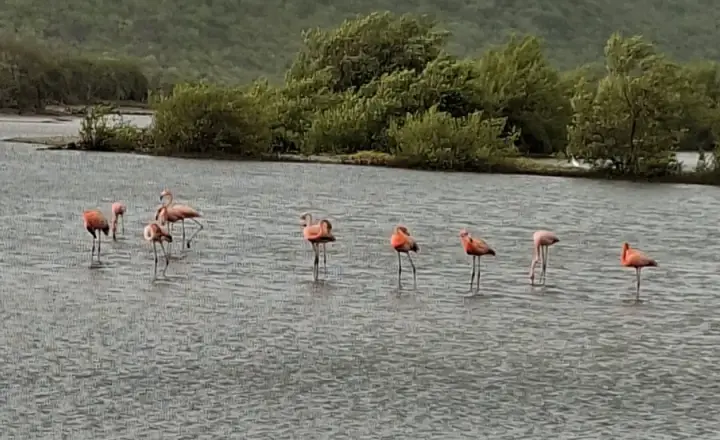 Flamingo Sanctuary Sint Willibrordus