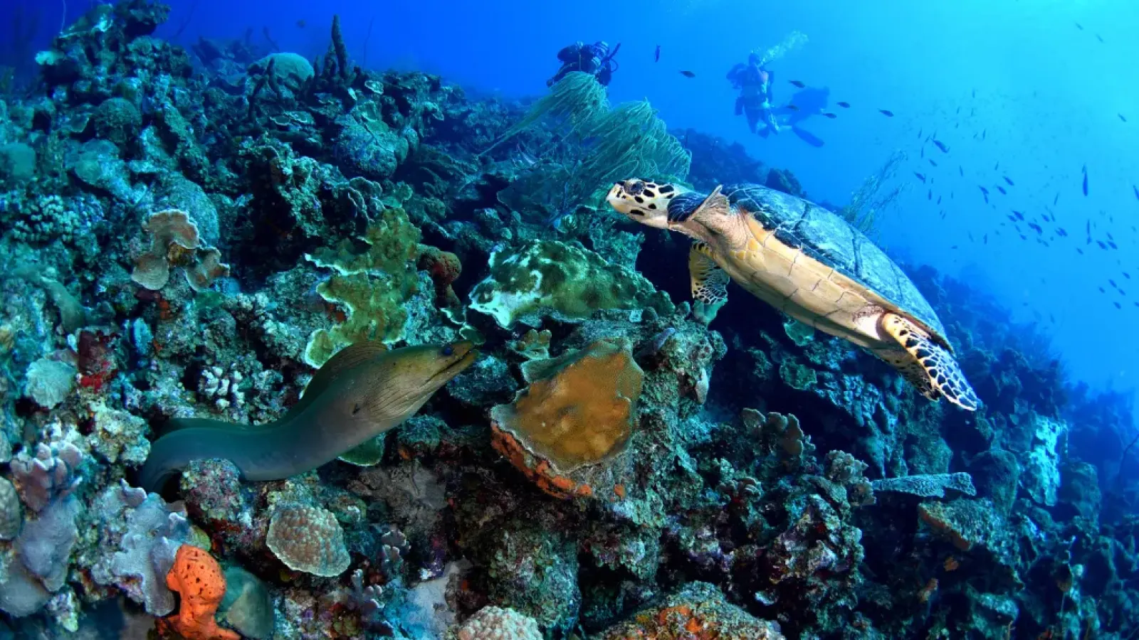 Barracuda Point (Punt'i Piku)