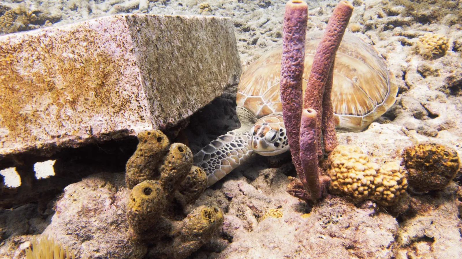 Boka Sami / Snake Bay Dive Site
