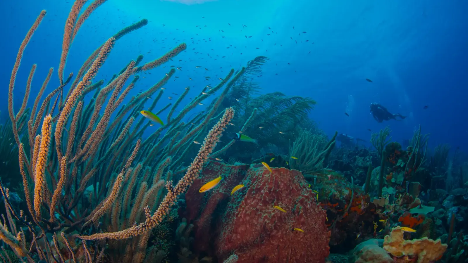 No Way Dive Site