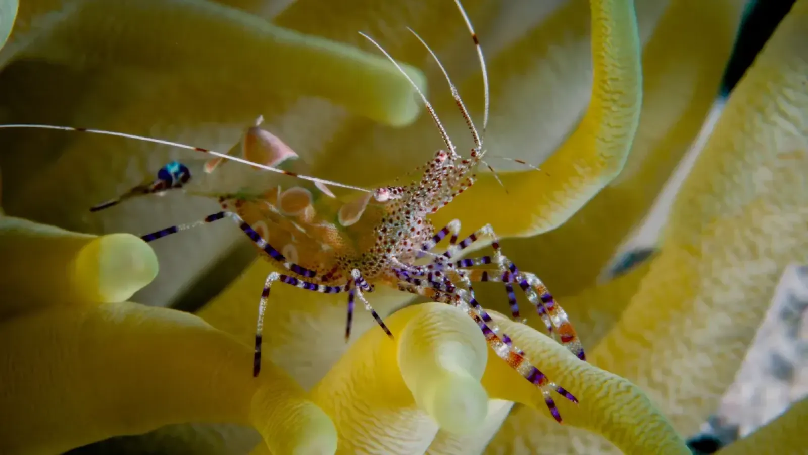 Paradise Diving Curacao