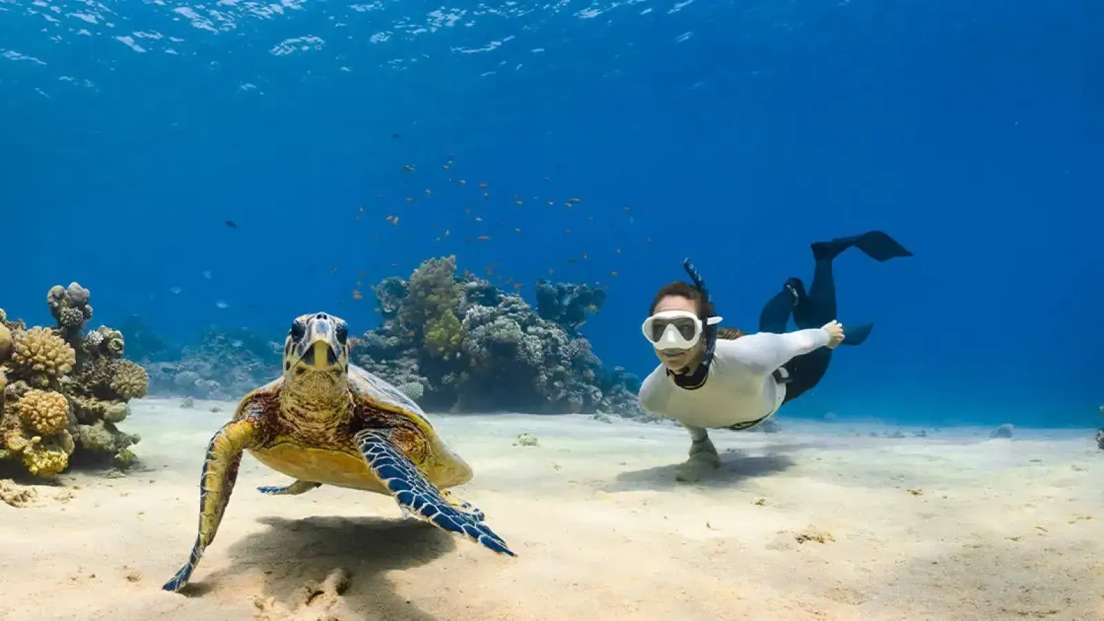 Unique Diving